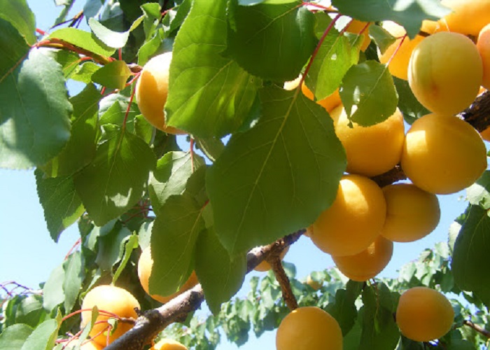 Prunus Armeniaca Ceglédi Kedves / Ceglédi Kedves kajszi
